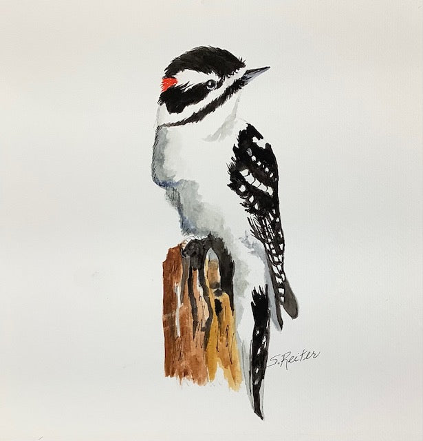 Downy Woodpecker 8x10" image 0