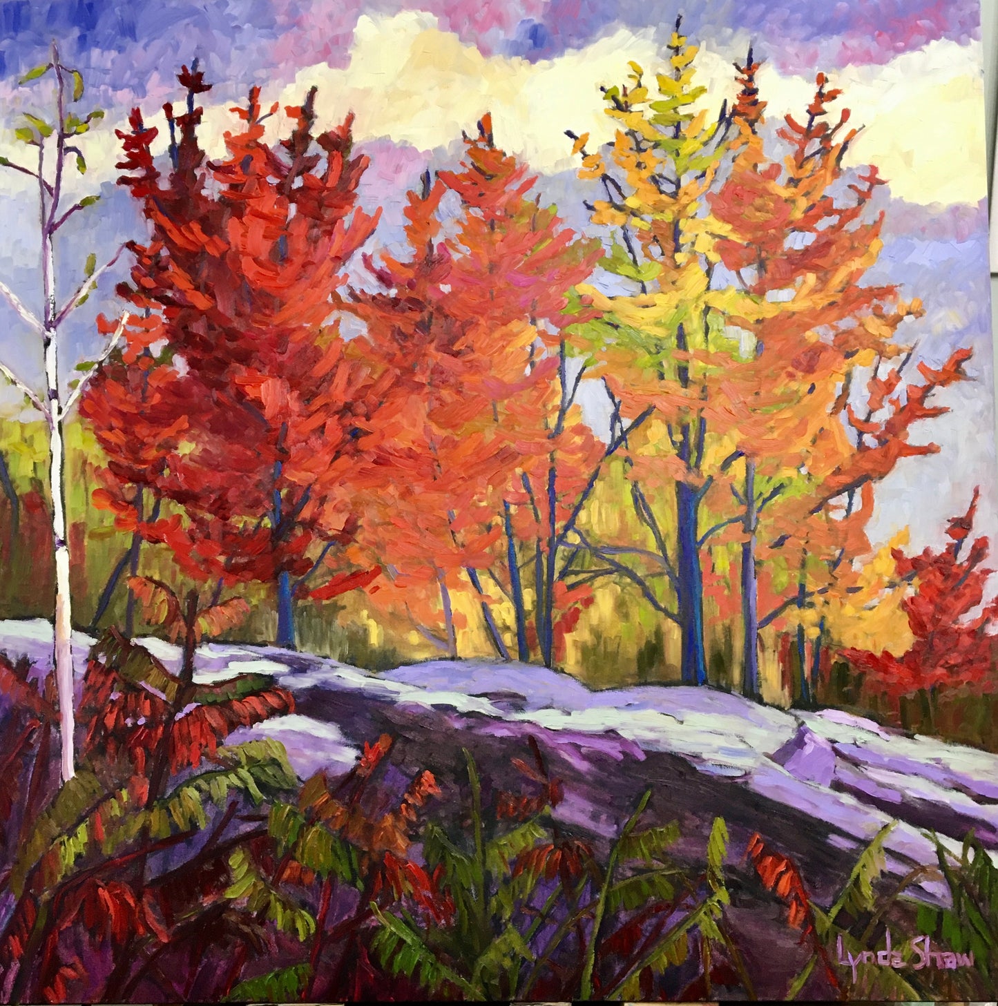 Fall Maple Trees and Sumac- 40x40" image 0