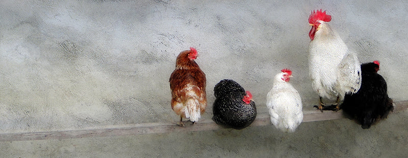 The Only Rooster in the Henhouse, Edition #2 of 25 image 0