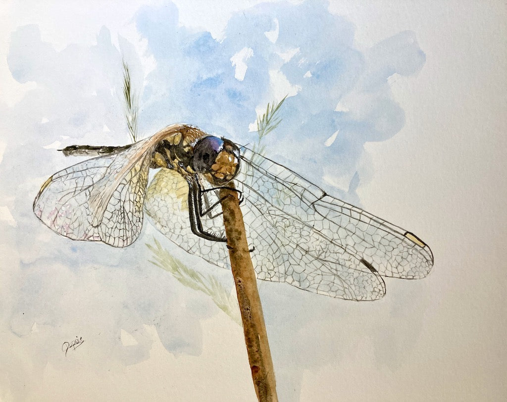 Demoiselle V 11x14 image 0