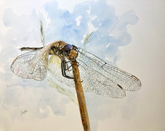 Demoiselle V 11x14 image 0