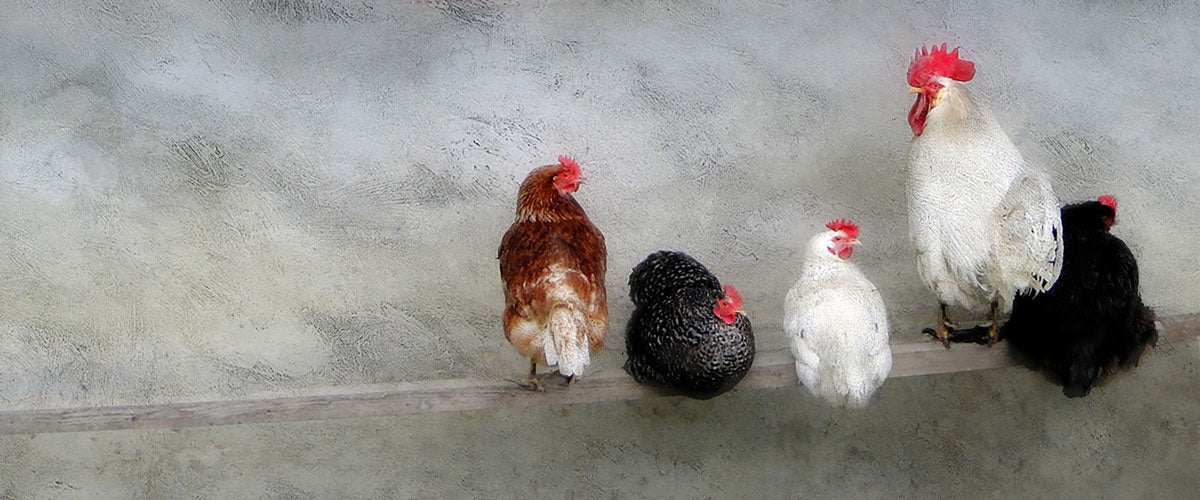 Ruling the Roost (3 of 25), 24H x 12W image 0