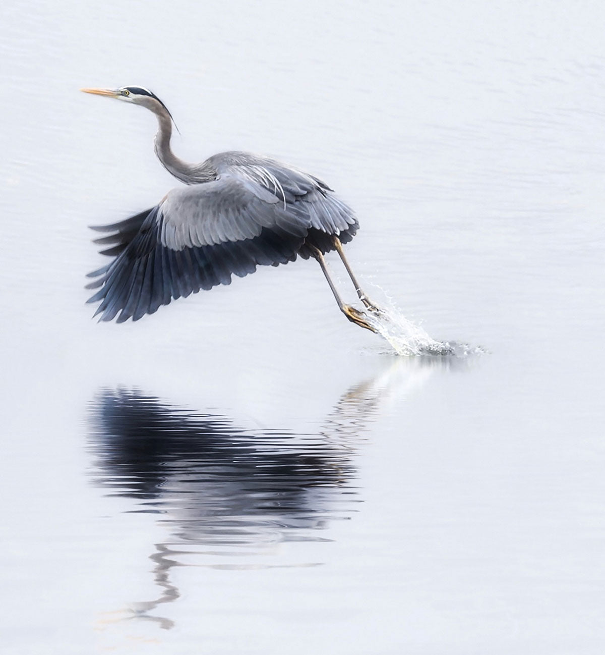 Take Off (1 of 5), 12x12" image 0