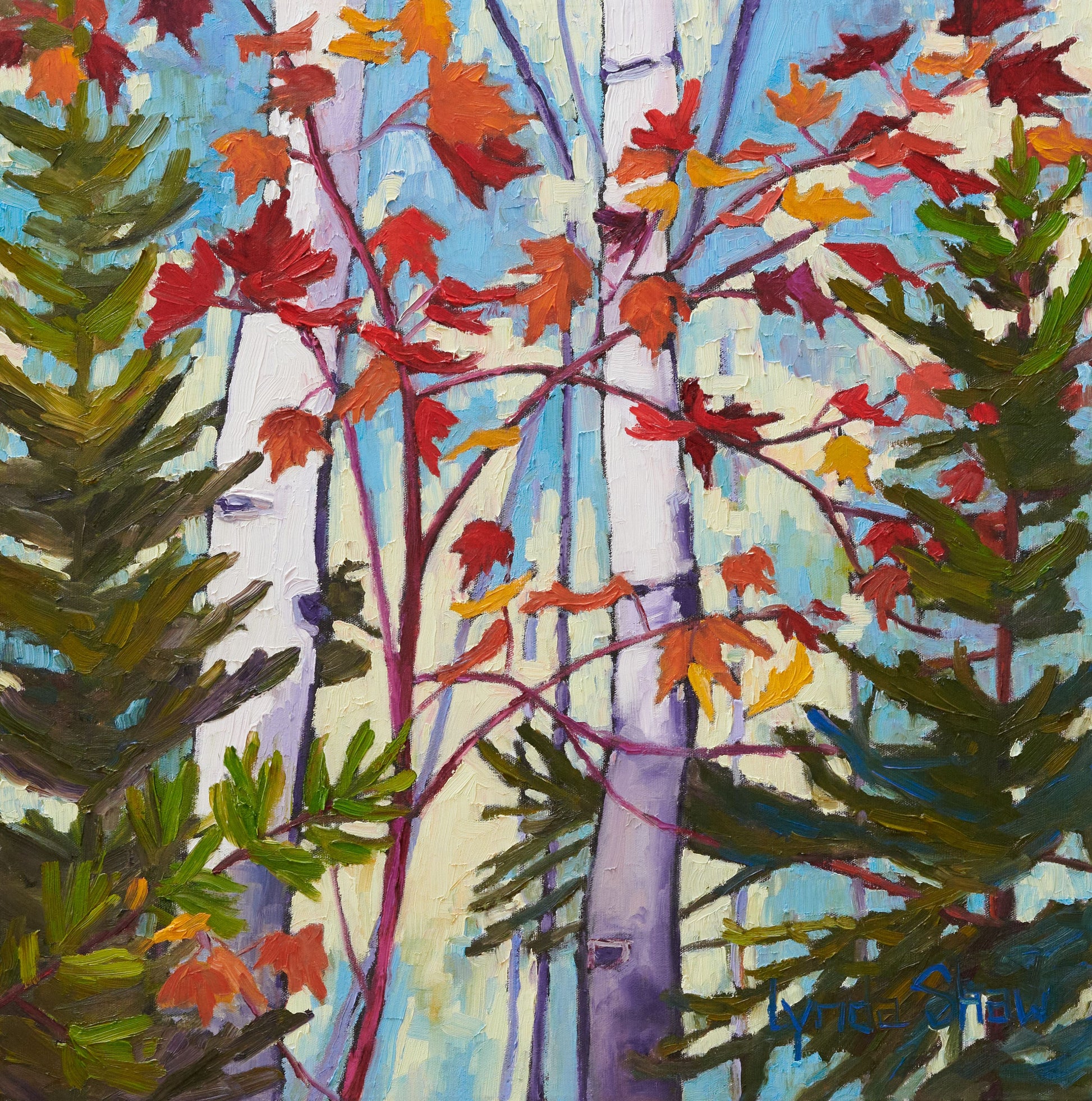 Birch Trees and Fall Leaves, Collection 10  24H x24W image 0