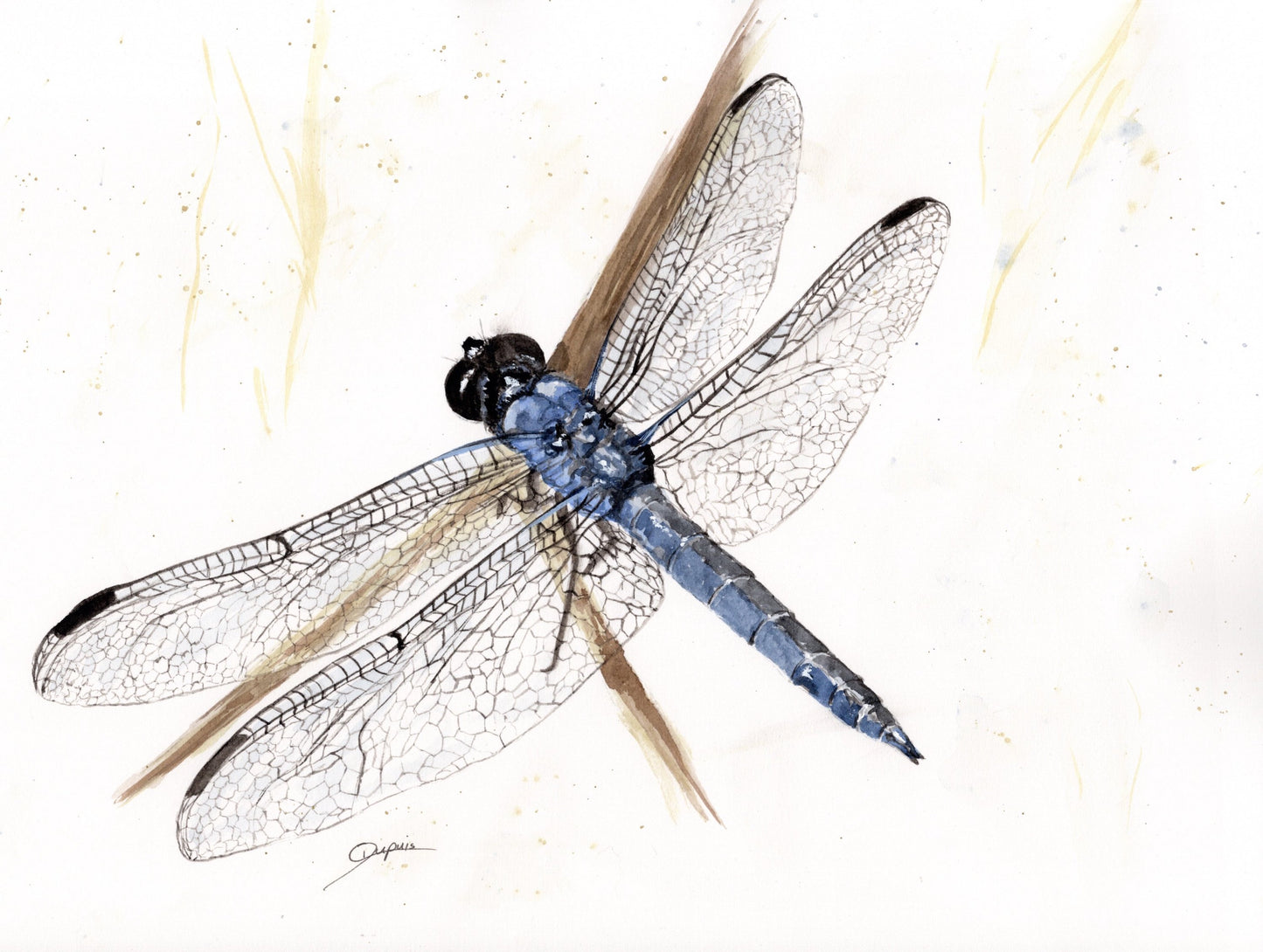 Demoiselle II 12x9" image 0
