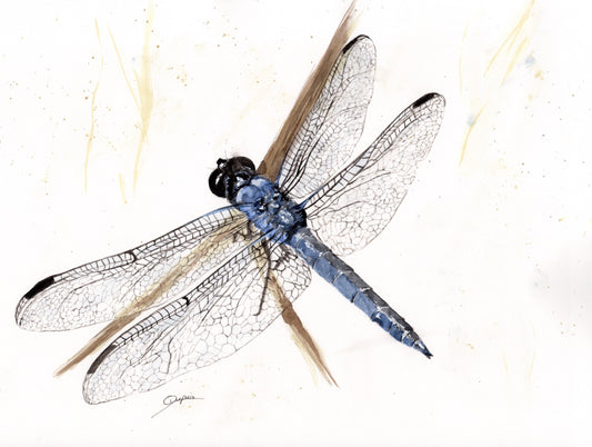 Demoiselle II 12x9" image 0