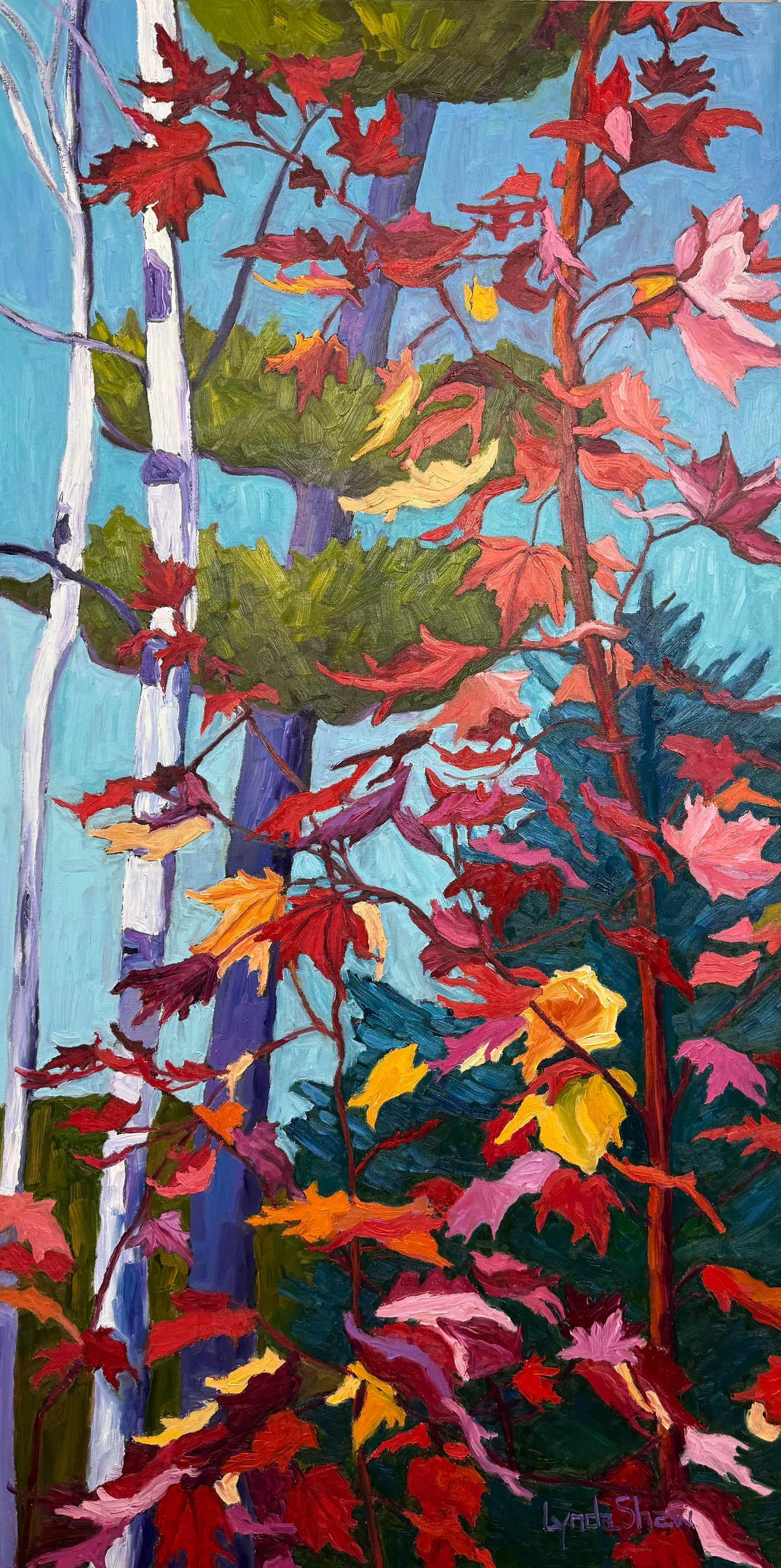 Birch Trees and Fall Leaves Collection 12 48x24 image 0