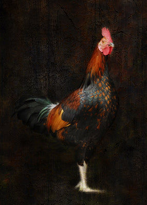 Runway Rooster 11x14" image 0