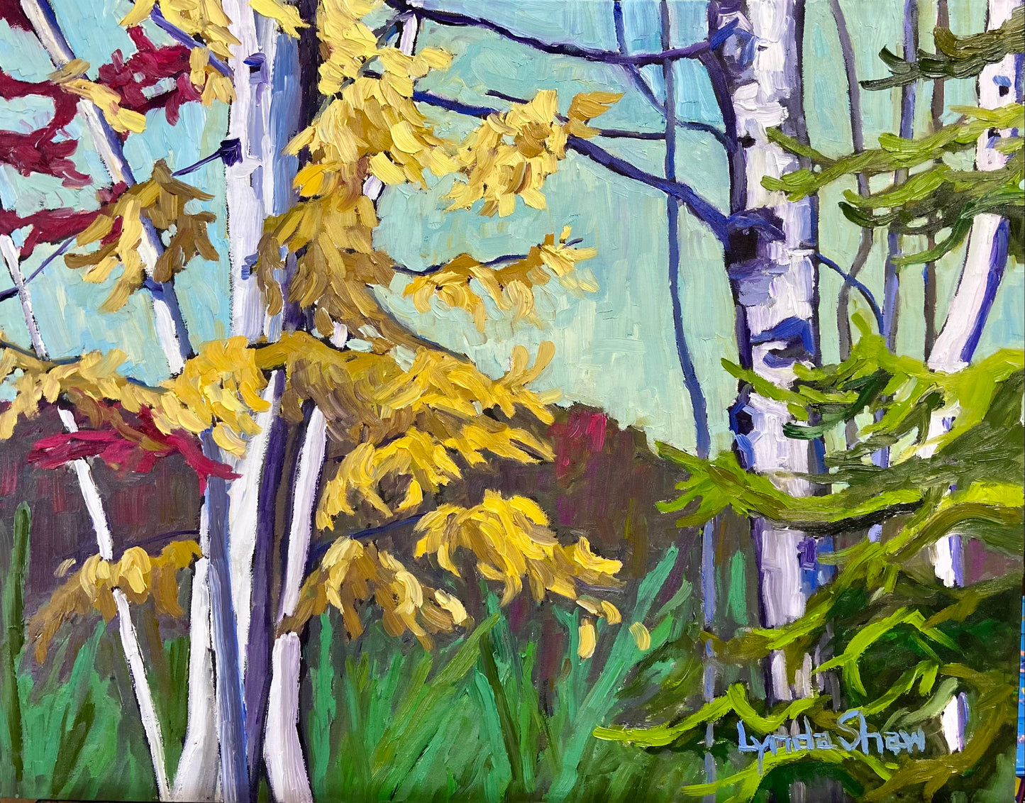 Northern Fall Birch Trees 28x22" image 0