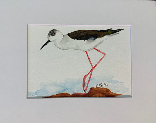 Black Winged Stilt 8x10" image 0