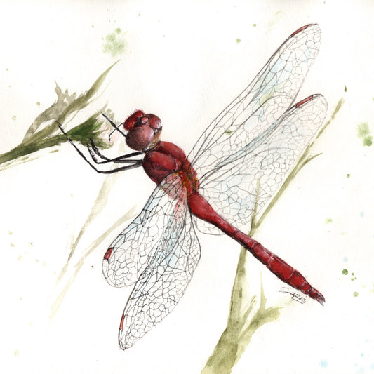 Demoiselle VII 10x8" image 0