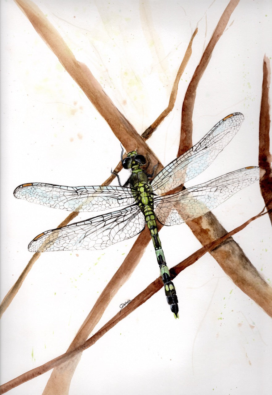 Demoiselle III 12x18" image 0