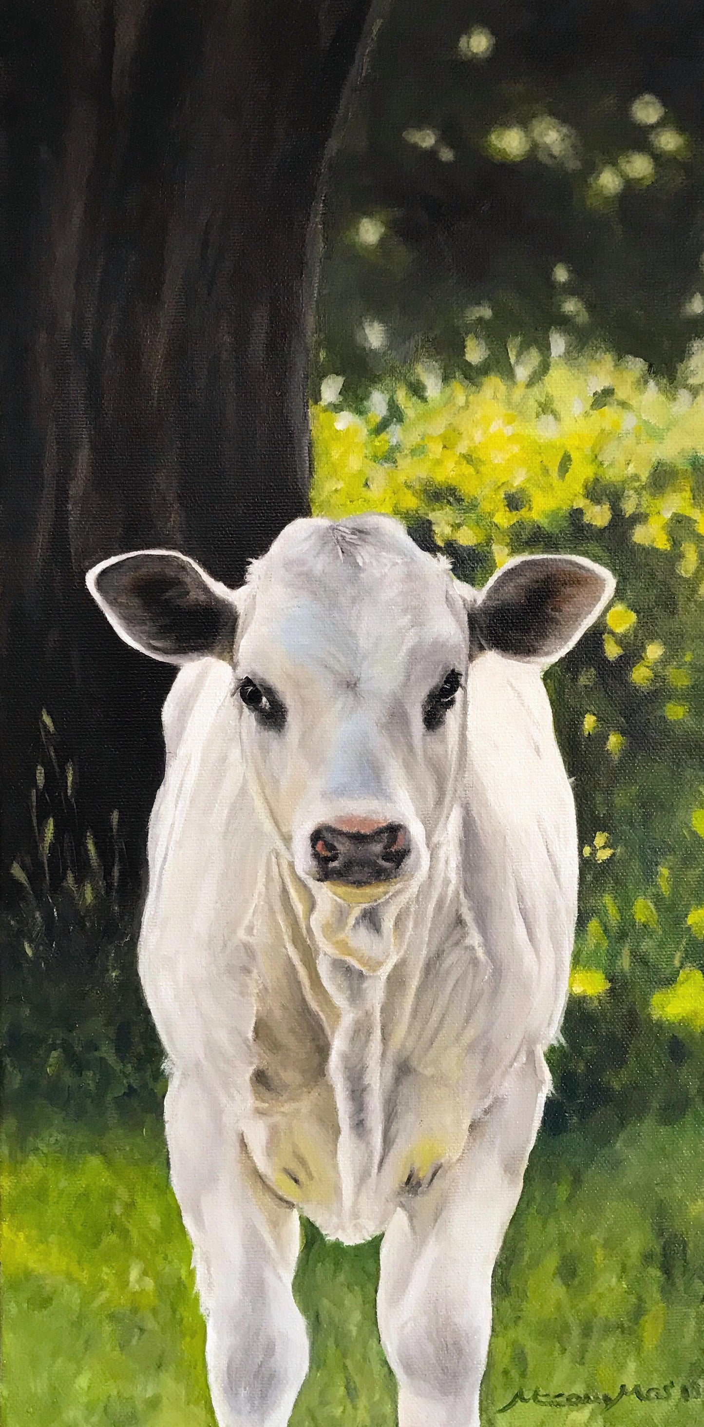 White Calf image 0