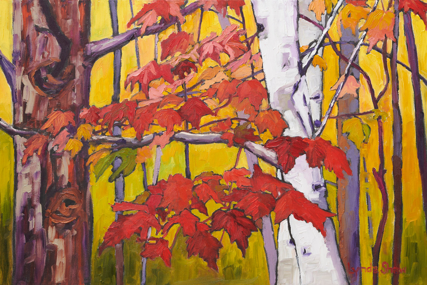 Birch Trees and Fall Leaves, Col 1 image 0