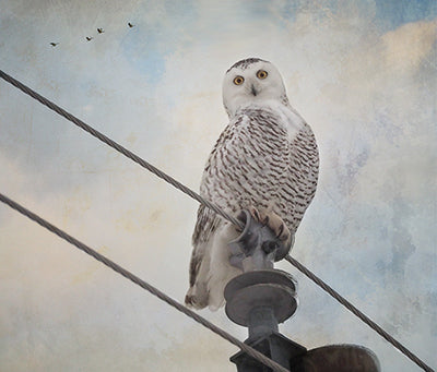 Wise Old Owl, Edition #4 of 25 10x12" image 0
