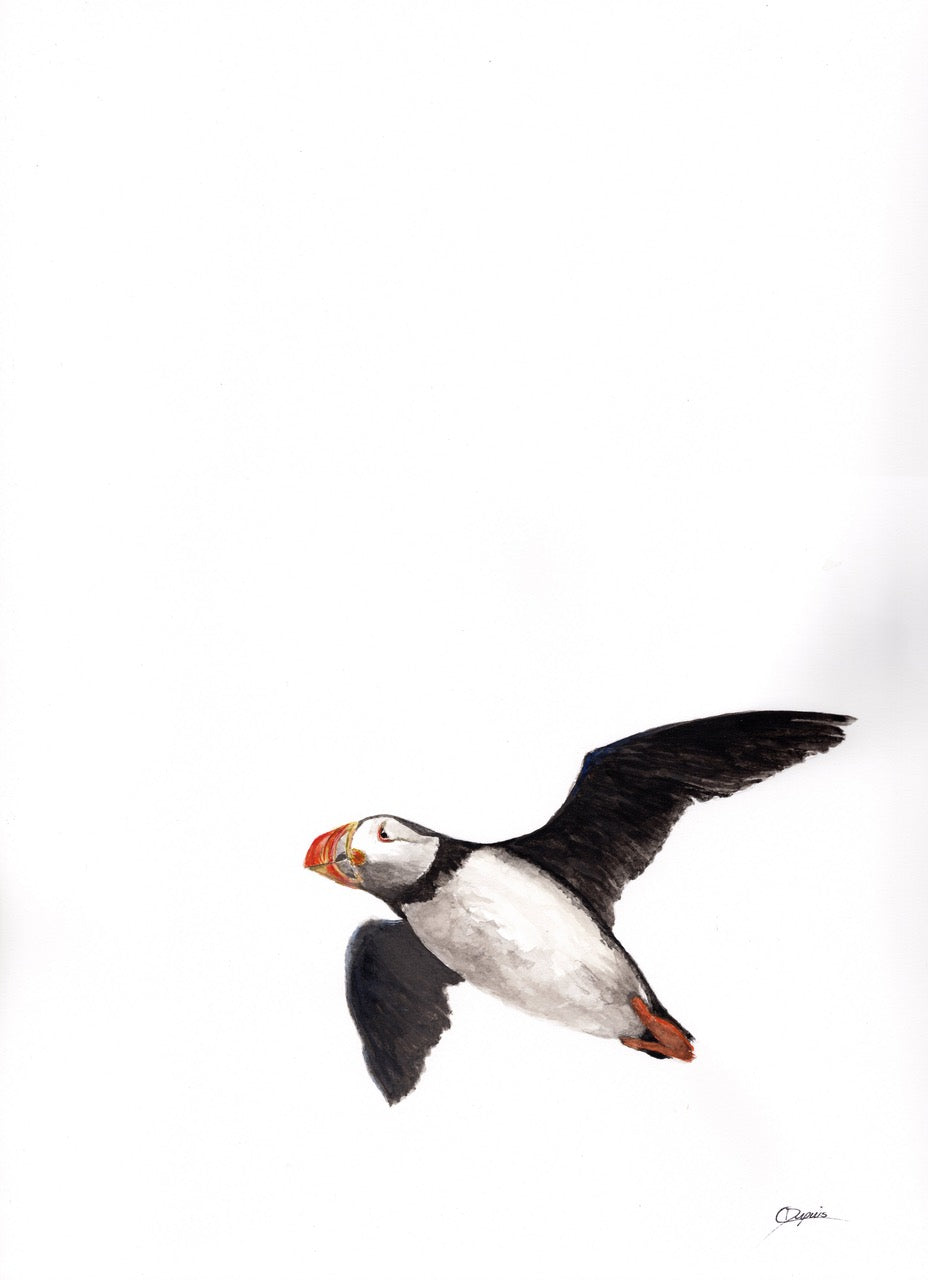 Newfoundland Puffin 11x14" image 0
