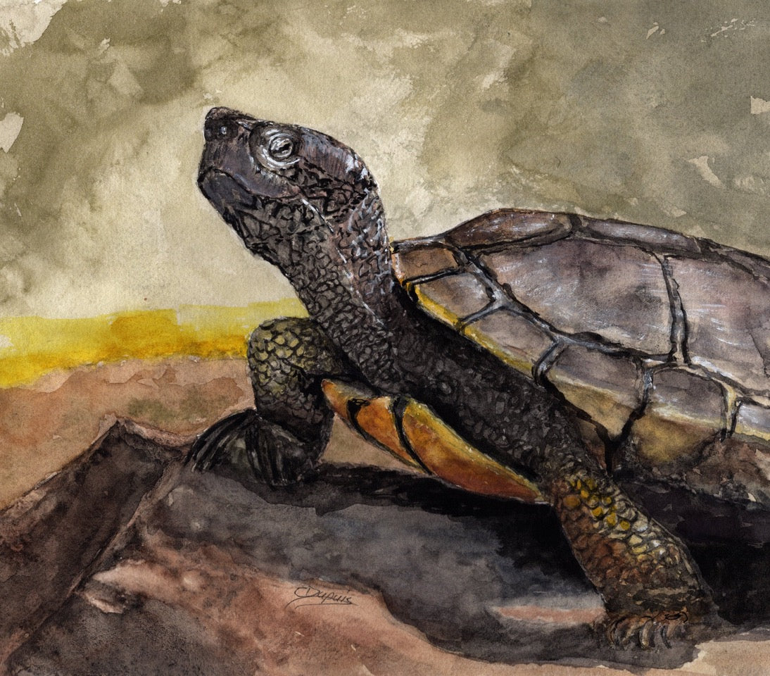 Basking in the Sun  10x8" image 0