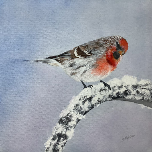 Redpoll, 10x10" image 0