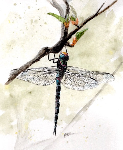 Demoiselle IV, 10x8" image 0