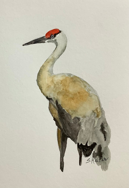 Sandhill Crane, 8x10 image 0