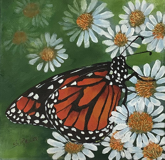 Monarch Butterfly image 0