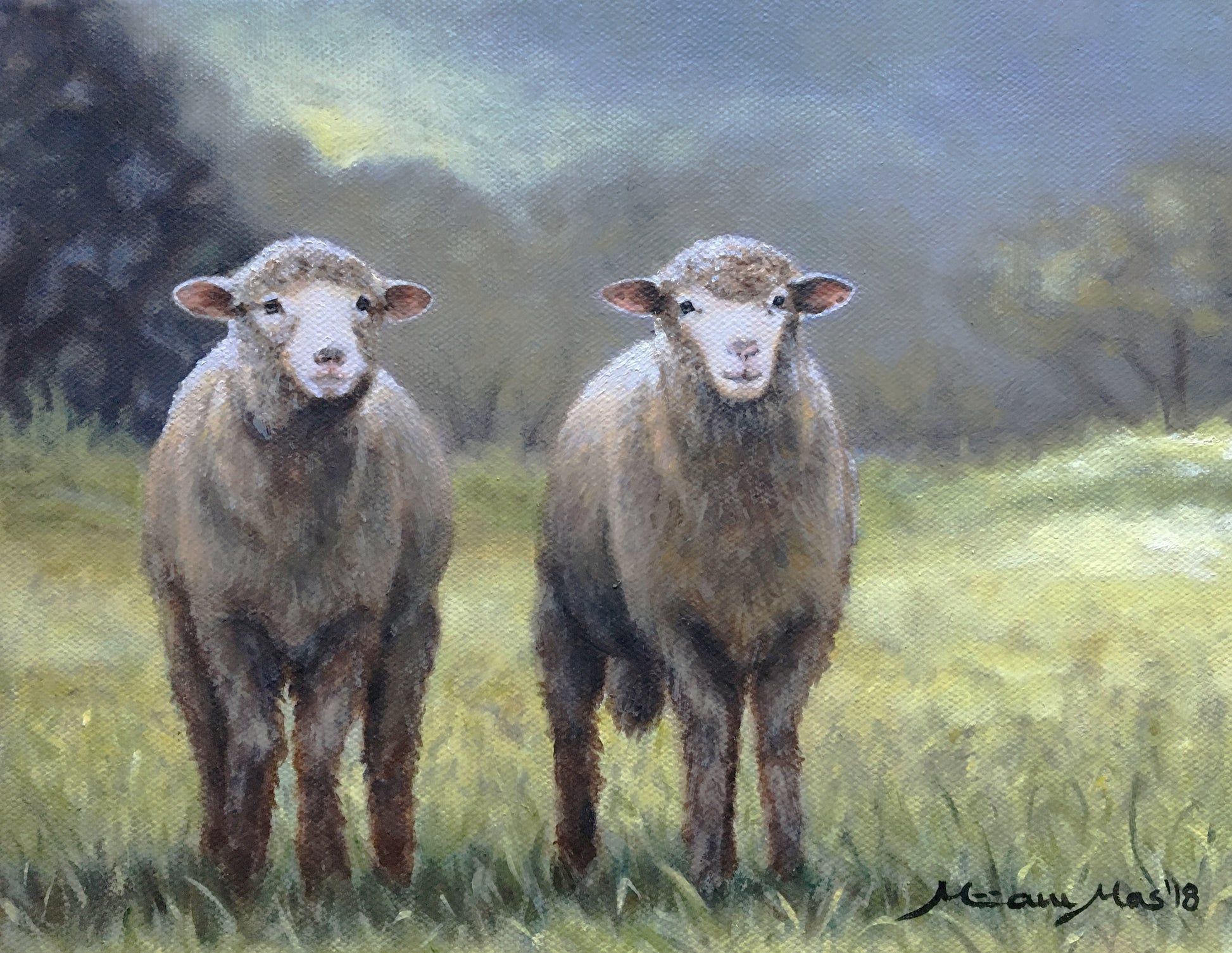 Cotswold Sheep image 0