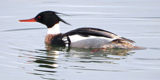 Water off a Ducks Back, edition #1 of 5 10x5" image 0