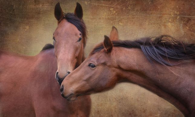 Animal Affection, Edition #1 of 10 10x6" image 0