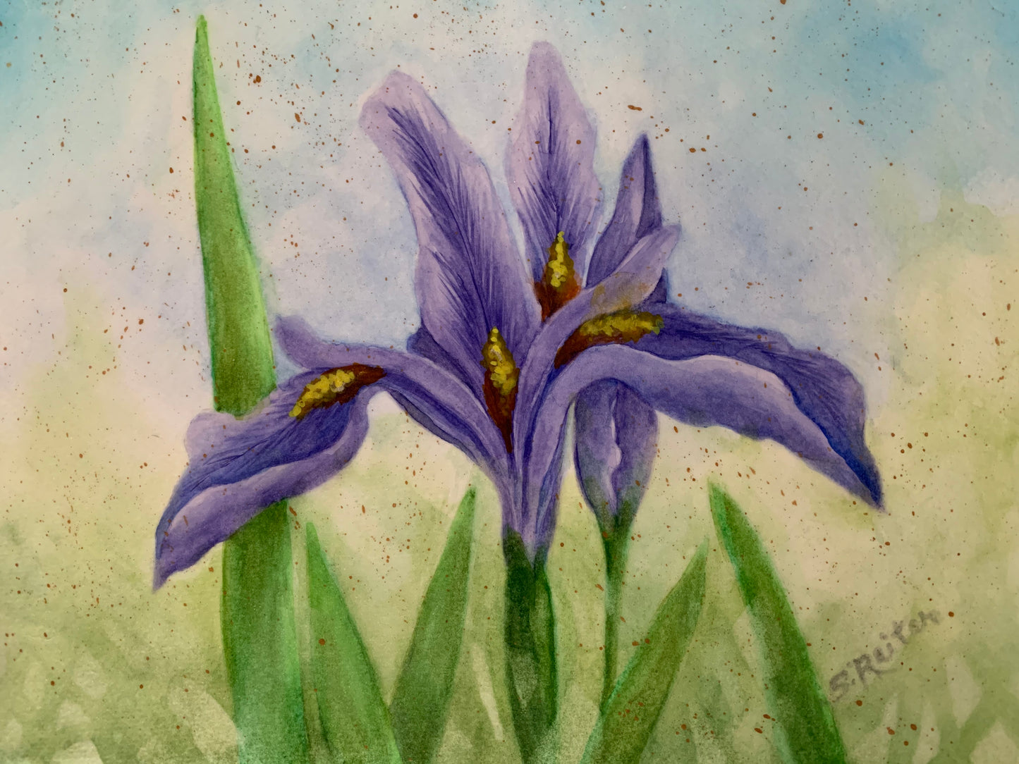 Purple Iris in the Garden 11.5x8.5" image 0