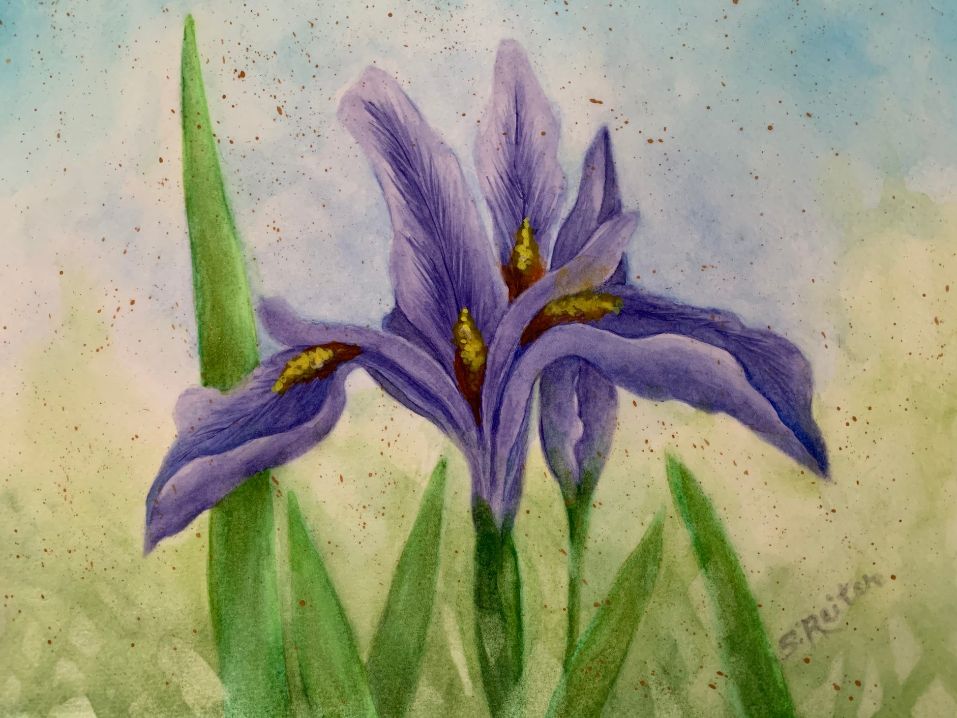 Purple Iris in the Garden 11.5x8.5" image 0