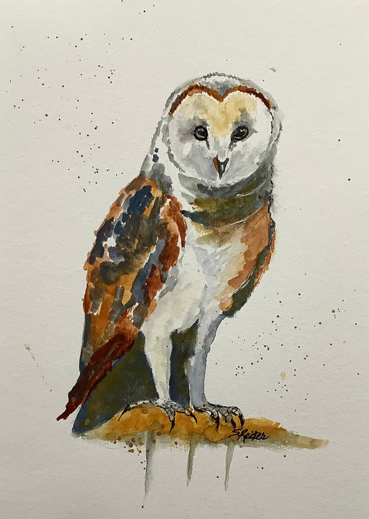 Barn Owl, 8x10 image 0