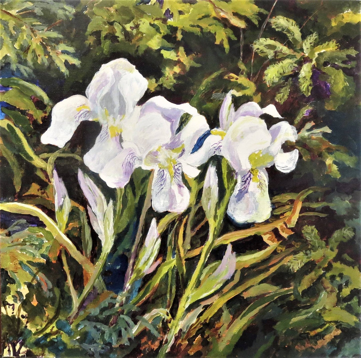 White Iris by the Pond 12x12" image 0
