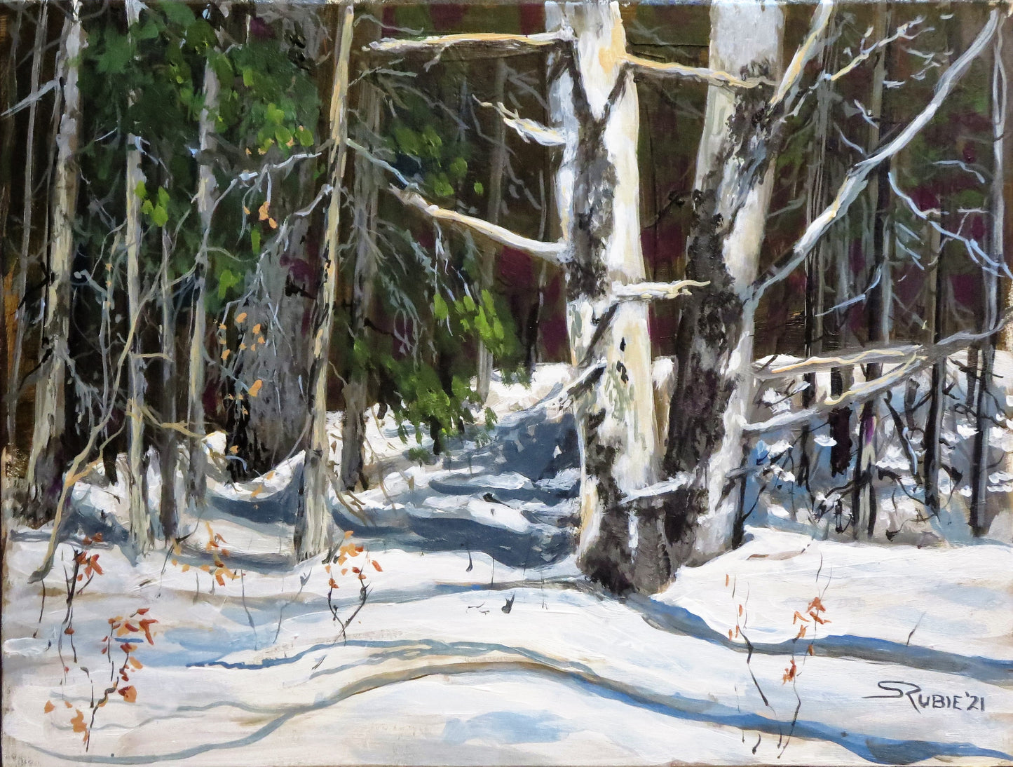 Old Spruce in Winter Sunlight 9x12" image 0
