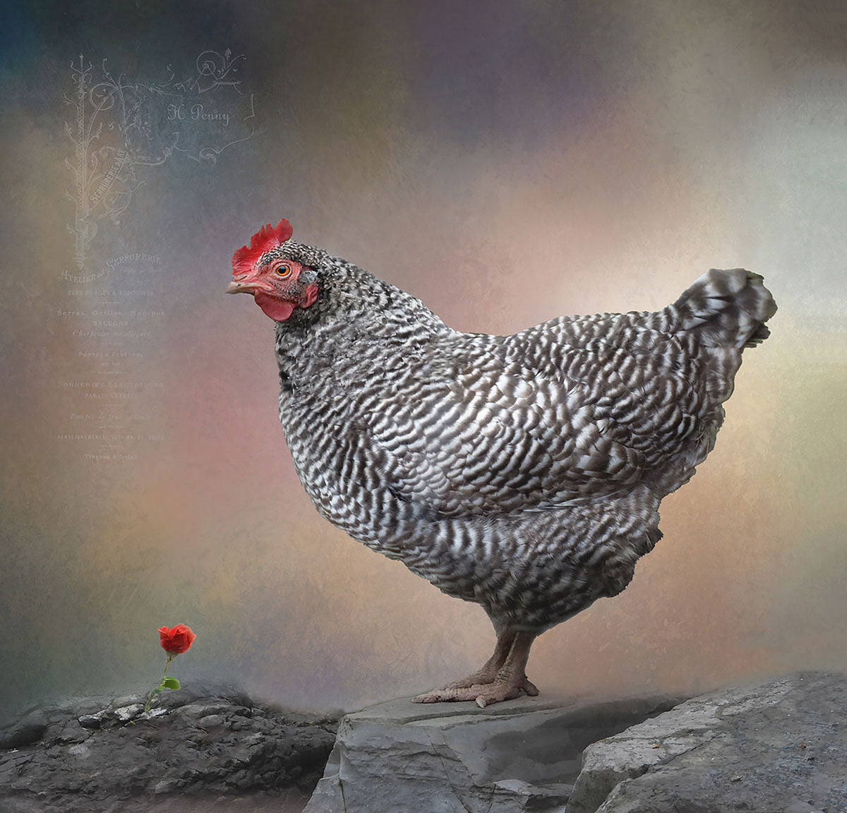 Henny Penny (2 of 10), 12x12" image 0